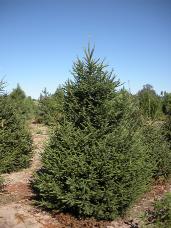 Norway Spruce